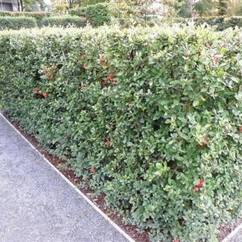 Pyracantha 'Bad Zwischenahn'.jpg