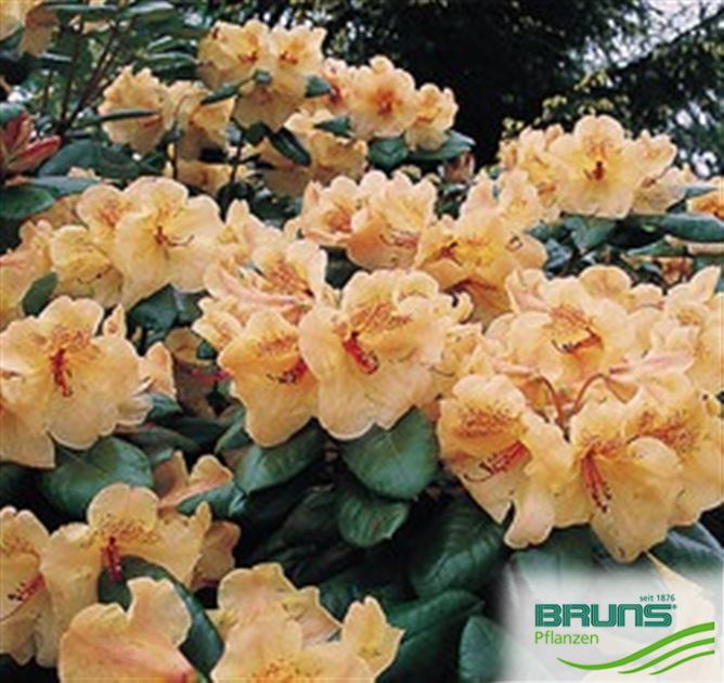 Rhododendron 'Visky' von Bruns Pflanzen