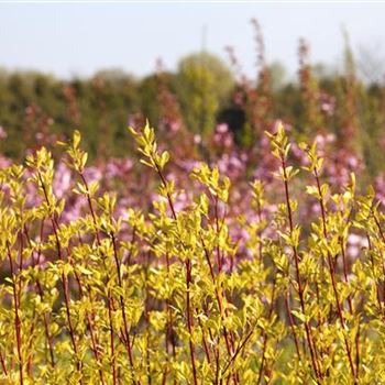 Cornus alba 'Sibirica'