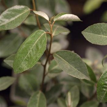 Elaeagnus x ebbingei