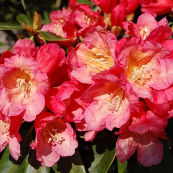 Rhodo_Malaga_3.jpg