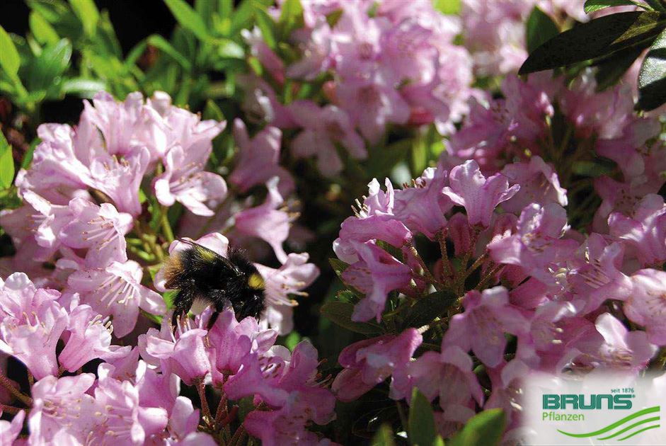 Rhododendron micranthum 'Bloombux' (R), Rhododendron micranthum  'Microhirs3' von Bruns Pflanzen