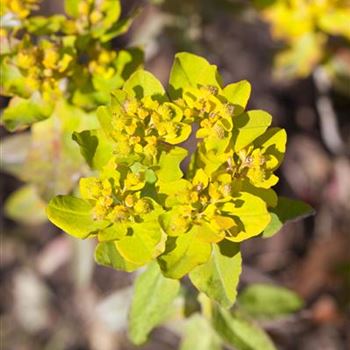 Euphorbia polychroma