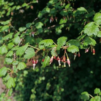 Ribes_divaricatum_2000_0136_q.jpg