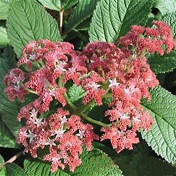 rodgersia_henrici_die_schoene_GM_Q1.jpg