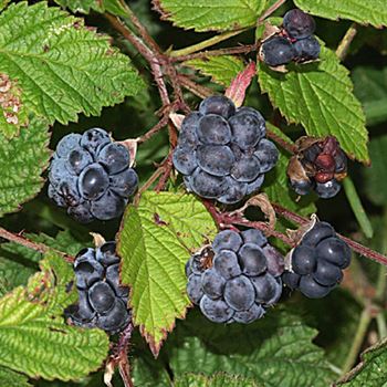 Rubus_caesius.jpg