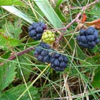 Rubus_Caesius_3.jpg