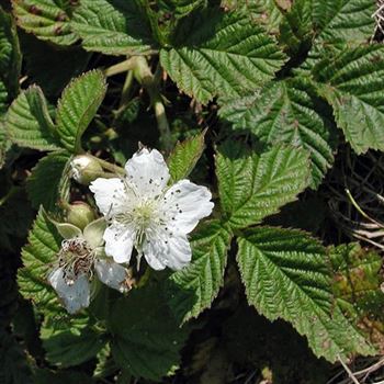 rubus_caesius_1.jpg