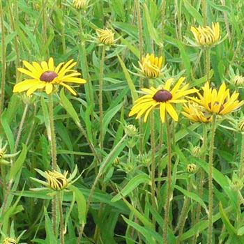 Rudbeckia_fulgida_var_speciosa_BM_Q1.jpg