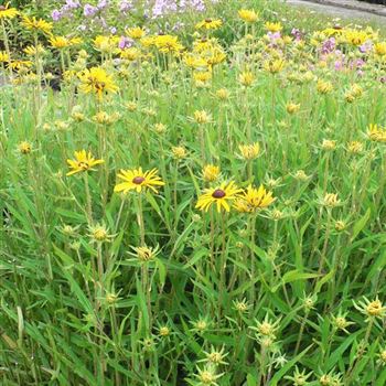 Rudbeckia_fulgida_var_speciosa_BM_Q2.jpg