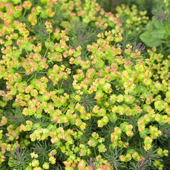 Euphorbia polychroma