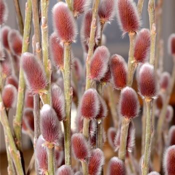 Salix_chaenomeloides_Mount_Aso.jpg