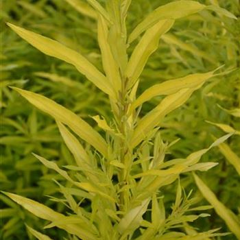 Salix_udensis_Golden_Sunshine_3.JPG