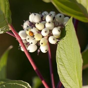 Cornus alba 'Sibirica'