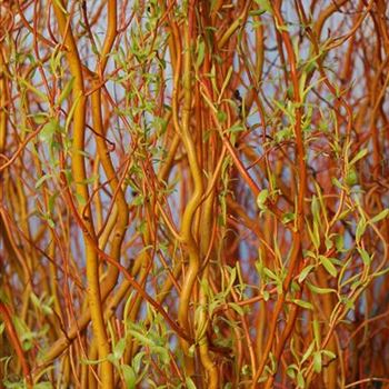 Salix_erythroflexuosa_GR_10.JPG