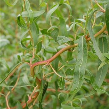 Salix_erythroflexuosa_GR_1.JPG