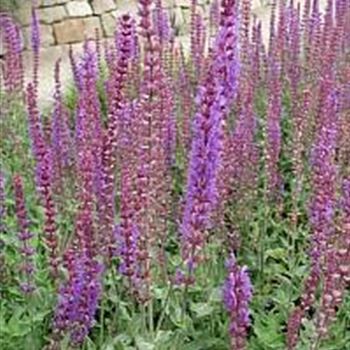 salvia_nemorosa_taenzerin_GM_R2.jpg