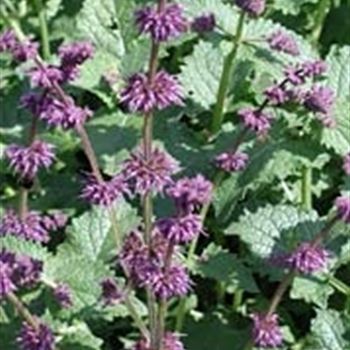 salvia_verticillata_purple_rain_GM_R2.jpg