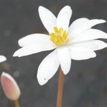 sanguinaria_canadensis_GM_Q1.jpg