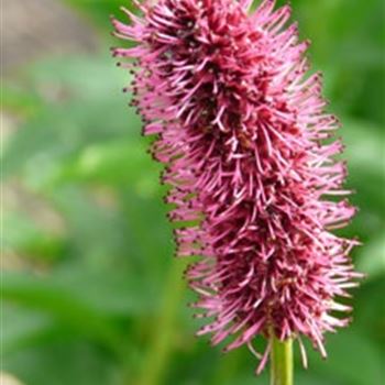 sanguisorba_menziesii_GM_R2.jpg