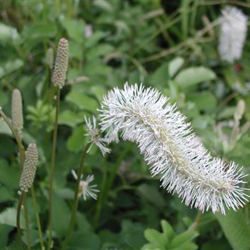 sanguisorba_obtusa_GM_R2.jpg