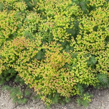 Euphorbia polychroma