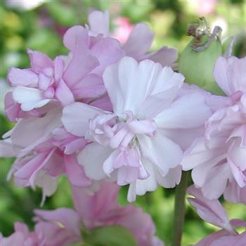 saponaria_officinalis_plena_GM_Q1.jpg