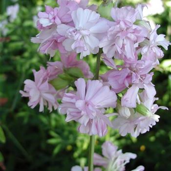 saponaria_officinalis_plena_GM_R2.jpg