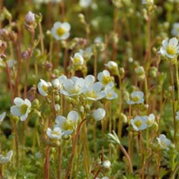 saxifraga_arendsii_hybride_schneeteppich_GM_R2.jpg