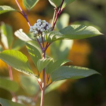 Cornus alba