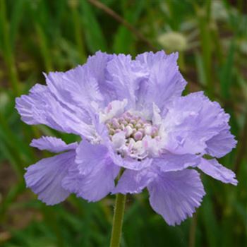 scabiosa_caucasica_clive_greaves_GM_1.jpg