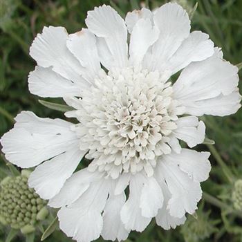 scabiosa_caucasica_miss_e_willmott_GM_Q1.jpg