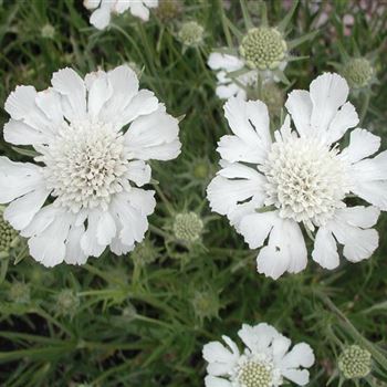 scabiosa_caucasica_miss_e_willmott_GM_R2.jpg