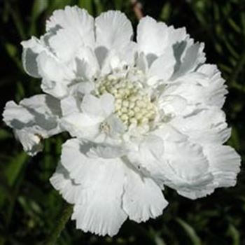 scabiosa_caucasica_perfecta_alba_GM_Q1.jpg