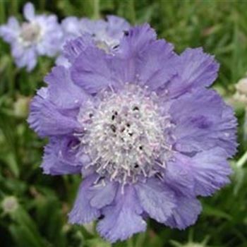 scabiosa_caucasica_perfecta_GM_Q1.jpg