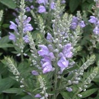 scutellaria_incana_GM_R2.jpg