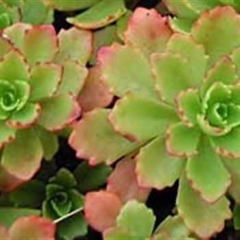 sedum_hybridum_immergruenchen_GM_R2.jpg