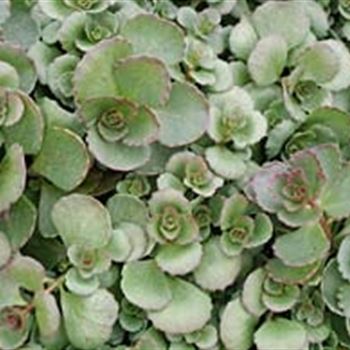 sedum_spurium_album_superbum_GM_R2.jpg