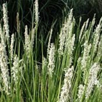 sesleria_autumnalis_GM_R2.jpg