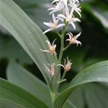 smilacina_stellata_GM_R2.jpg