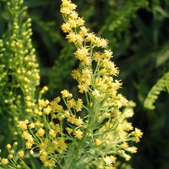 solidago_hybride_ledsham_GM_R2.jpg