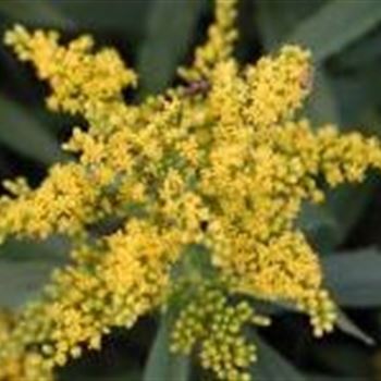 solidago_hybride_strahlenkrone_GM_Q1.jpg