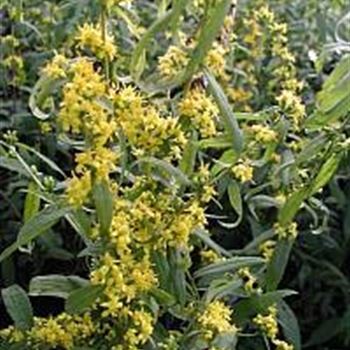 solidago_caesia_GM_R2.jpg