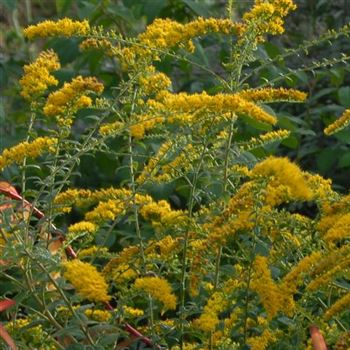 solidago_rugosa_GM_Q1.jpg