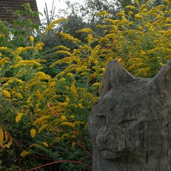 solidago_rugosa_GM_R2.jpg