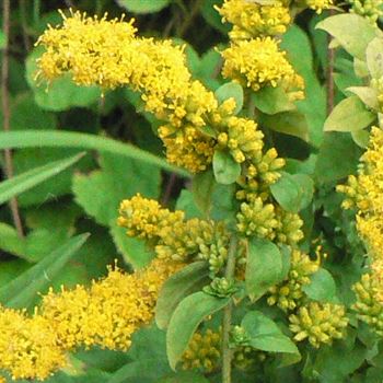 Solidago_sphacelata_Golden_Fleece_BM_Q1.jpg