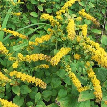 Solidago_sphacelata_Golden_Fleece_BM_R2.jpg