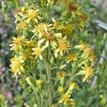 solidago_virgaurea_GM_R2.jpg