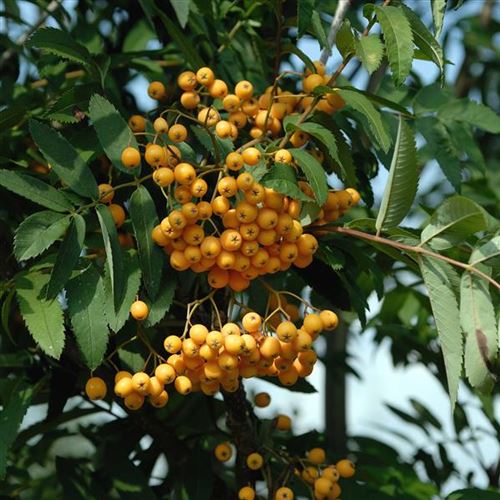 Sorbus arnoldiana 'Golden Wonder'