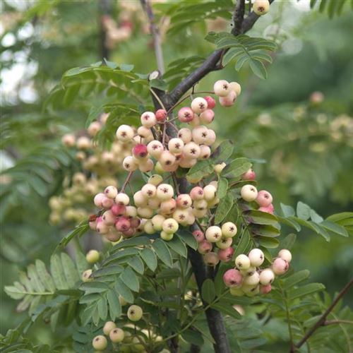 Sorbus arnoldiana 'Kirsten Pink'